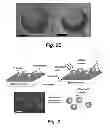 Fig. 06 - Detection of protease and protease activity using a single nanocrescent SERS probe