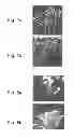 Fig. 04 - Methods of and compositions for inhibiting the proliferation of mammalian cells