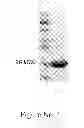Fig. 02 - ANTIVIRAL COMPOSITION