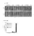Fig. 22 - Compositions and methods for treating leukemia