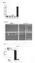 Fig. 24 - Compositions and methods for treating leukemia