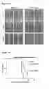 Fig. 27 - Compositions and methods for treating leukemia