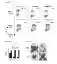 Fig. 46 - Compositions and methods for treating leukemia