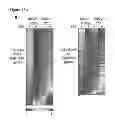 Fig. 48 - Compositions and methods for treating leukemia