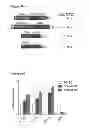 Fig. 56 - Compositions and methods for treating leukemia