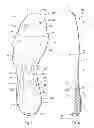 Fig. 05 - GOLF SHOE