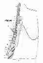 Fig. 08 - Ski/walk mechanism