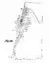 Fig. 15 - Ski/walk mechanism