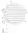 Fig. 11 - Multi-gas straight channel showerhead
