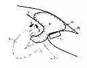 Fig. 01 - Air bag for vehicles