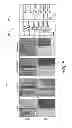 Fig. 05 - RECONSTRUCTION OF NONLINEAR WAVE PROPAGATION