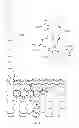 Fig. 06 - Supramolecular functionalization of graphitic nanoparticles for drug delivery