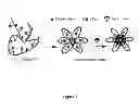 Fig. 02 - Activated Nucleoside Analog Conjugates and Methods of Use Thereof