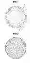 Fig. 02 - Multi-piece solid golf ball