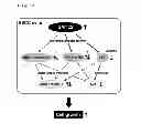 Fig. 09 - Method for detecting esophageal carcinoma and agent for suppressing esophageal carcinoma