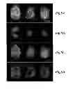Fig. 08 - Arrays and methods for guided cell patterning