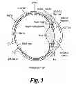 Fig. 02 - Method of reducing intraocular pressure in humans