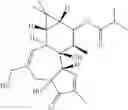 Fig. 44 - Compositions and methods of use of phorbol esters in the treatment of neoplasms