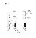 Fig. 02 - Method of inhibiting tau phosphorylation