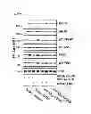 Fig. 37 - Method of inhibiting tau phosphorylation