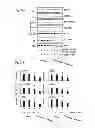 Fig. 53 - Method of inhibiting tau phosphorylation