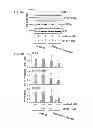 Fig. 54 - Method of inhibiting tau phosphorylation