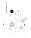 Fig. 59 - Method of inhibiting tau phosphorylation