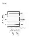 Fig. 71 - Method of inhibiting tau phosphorylation