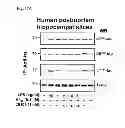 Fig. 75 - Method of inhibiting tau phosphorylation