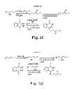 Fig. 06 - Lisofylline analogs and methods for use