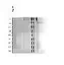 Fig. 07 - METHOD FOR DETECTION OF PATHOGENIC ORGANISMS