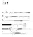 Fig. 02 - Methods for the identification and repair of amino acid residues destabilizing single-chain variable fragments (scFv)