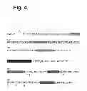Fig. 05 - Methods for the identification and repair of amino acid residues destabilizing single-chain variable fragments (scFv)