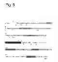 Fig. 07 - Methods for the identification and repair of amino acid residues destabilizing single-chain variable fragments (scFv)