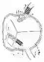 Fig. 03 - Stent and method for maintaining the area of a body lumen