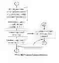 Fig. 10 - Access Control System using Stimulus Evoked Cognitive Response