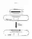 Fig. 02 - Mice that produce hybrid antibodies