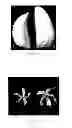 Fig. 06 - csRRM2 GENE AND ITS USE FOR IMPROVING TRAITS IN INDUSTRIAL CROPS