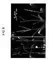 Fig. 09 - Methods and compositions for producing male sterile plants