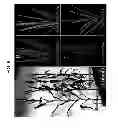 Fig. 10 - Methods and compositions for producing male sterile plants
