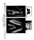 Fig. 19 - Methods and compositions for producing male sterile plants