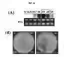 Fig. 06 - Plants having increased desiccation tolerance, increased drought tolerance or increased water use efficiency