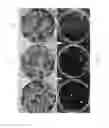 Fig. 08 - Genetically engineered plants with increased vegetative oil content