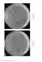 Fig. 10 - Genetically engineered plants with increased vegetative oil content