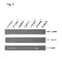 Fig. 02 - FRUIT-SPECIFIC PROMOTER