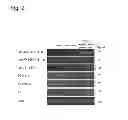 Fig. 03 - FRUIT-SPECIFIC PROMOTER
