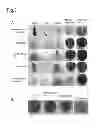 Fig. 04 - FRUIT-SPECIFIC PROMOTER