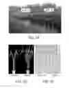 Fig. 02 - Novel Use of a Dense and Erect Panicle 1 Gene in Improving Nitrogen Utilization Efficiency