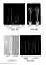Fig. 06 - Novel Use of a Dense and Erect Panicle 1 Gene in Improving Nitrogen Utilization Efficiency