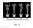 Fig. 14 - Novel Use of a Dense and Erect Panicle 1 Gene in Improving Nitrogen Utilization Efficiency